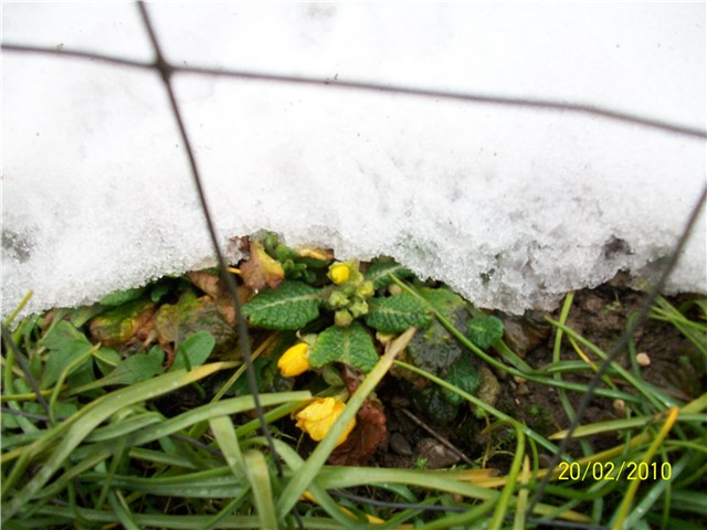 jaglac - lat. primula vulgaris